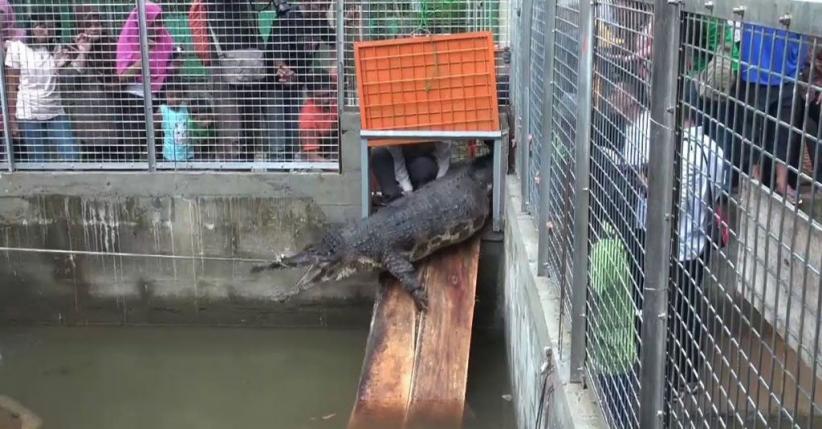 8 Buaya Sitaan BKSDA Jateng dan DIY Dititipkan ke Penangkaran 