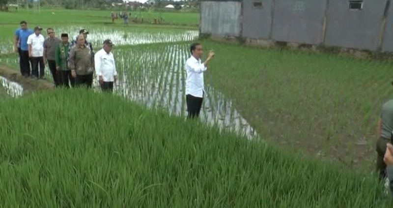 Jokowi Turun ke Sawah, Begini Kehebohan Petani Tasikmalaya