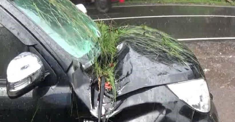 Pohon Tumbang Timpa 1 Mobil di Cadas Pangeran Sumedang