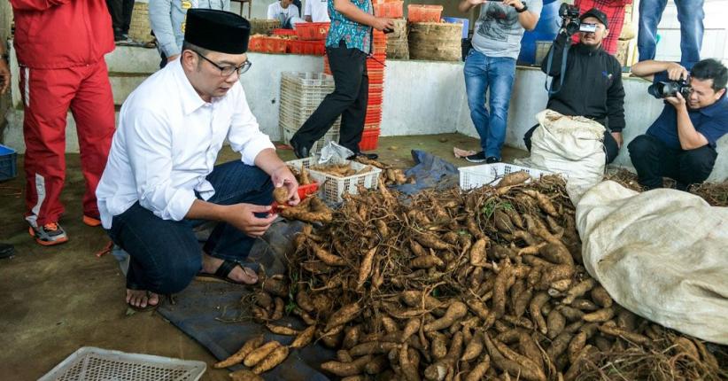 title Ridwan Kamil Akan Buat Ubi Cilembu jadi Produk Unggulan yang Mendunia Ridwan Kamil Akan Buat Ubi Cilembu jadi Produk Unggulan yang Mendunia