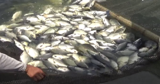Cuaca Ekstrim, Ribuan Ikan Mas di Kuningan Mati Mendadak