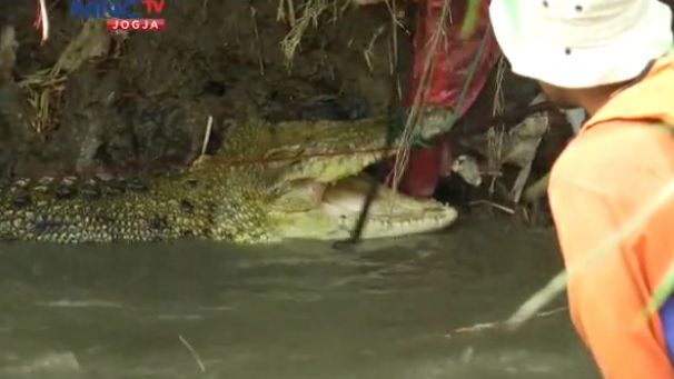 Warga Sukoharjo Panik setelah Buaya Raksasa Lepas ke Sungai
