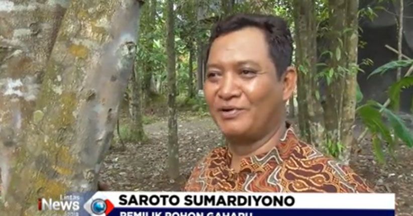 Sukses Budidayakan Gaharu, Kades di Purworejo Ini Jadi Miliarder