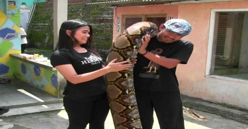 Syahrini, Rambo, hingga Amel Jadi Nama Ular Piton Milik Munding