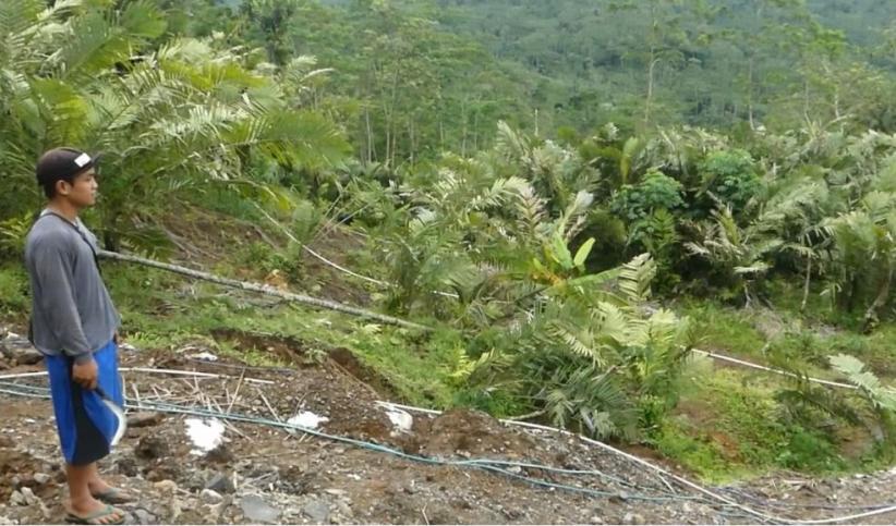 4 Hektare Kebun Salak Siap Panen Longsor Petani Rugi Ratusan Juta 