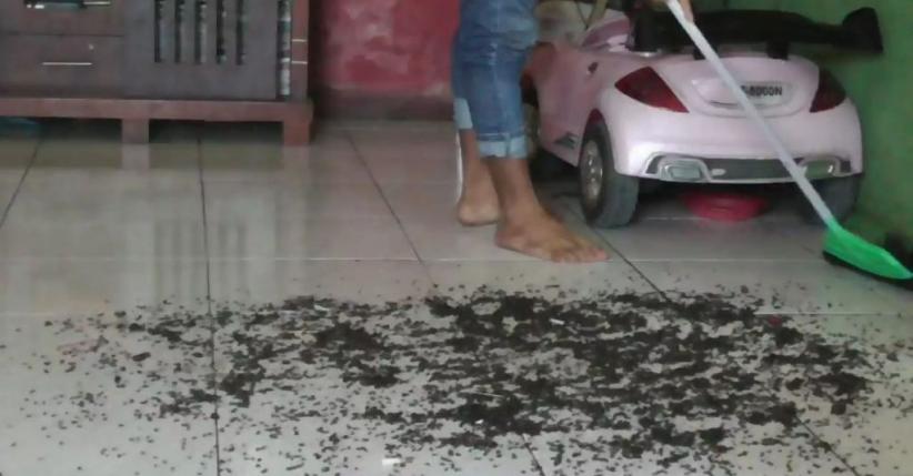 Serangan Ribuan Lalat ke Permukiman Resahkan Warga di Purworejo