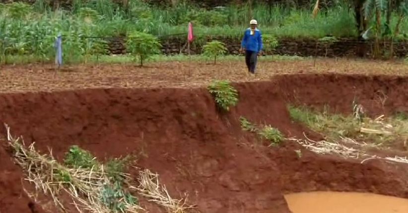 Tanah Lahan Pertanian Amblas, Petani di Wonogiri Gagal Panen