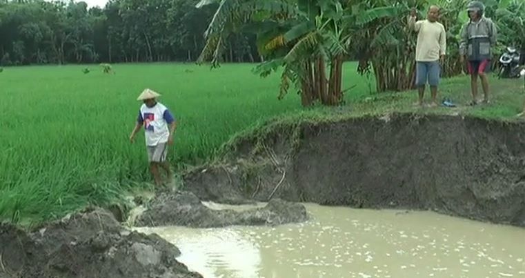 Ratusan Hektare Tanaman Padi Siap Panen di Grobogan Terancam Puso