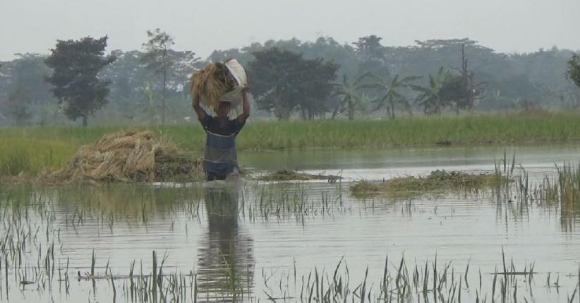 Sawah Terendam Banjir, Petani Gresik Terpaksa Panen Dini