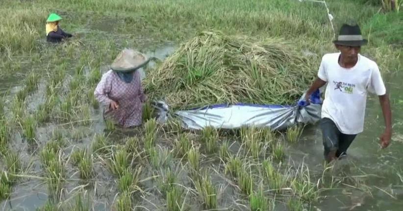 Terendam Banjir Bengawan Solo, Ratusan Hektare Padi Mati Membusuk
