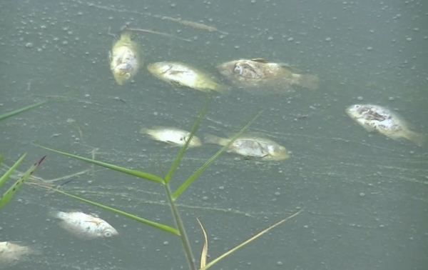 4 Tahun Limbah Pabrik Sawit Cemari Lahan, Aparat Desa Cuek