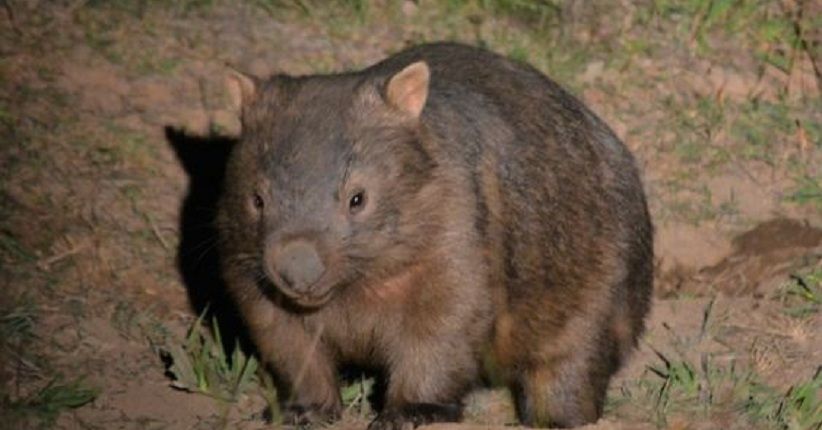 Wombat, Tikus Raksasa Berkantung Pertama Kali Didatangkan ke Indonesia