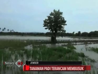 Lahan Padi Terendam Banjir, Petani Jember Terancam Merugi