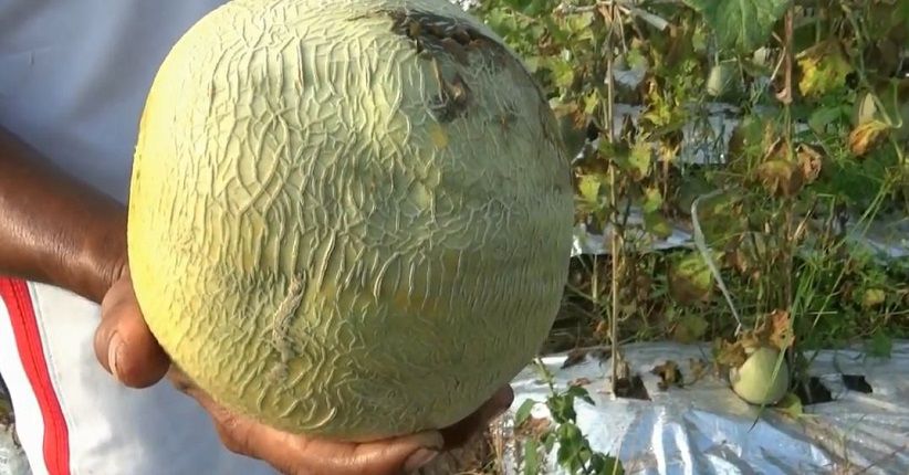 Cuaca Buruk, Petani Melon di Sidoarjo Gagal Panen
