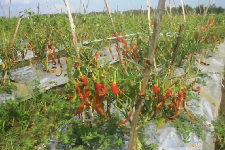 Belasan Hektare Tanaman Cabai Milik Petani di Bojonegoro Rusak