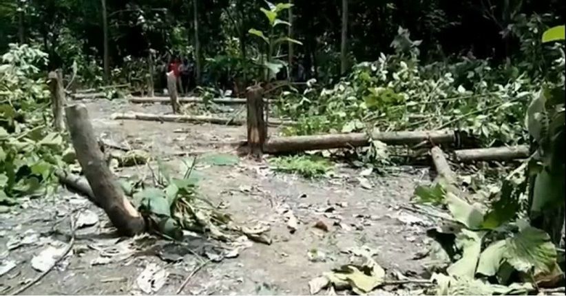 237 Pohon Jati di Bojonegoro Ditebang, Pelaku Diduga Dendam ke Polisi