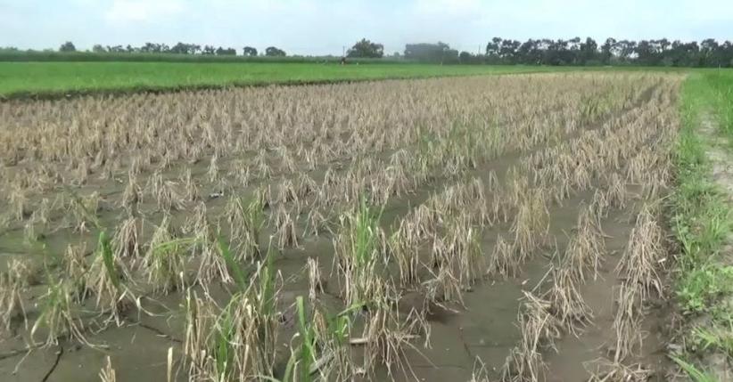 Tercemar Limbah Pabrik, Puluhan Hektare Padi di Jombang Mati