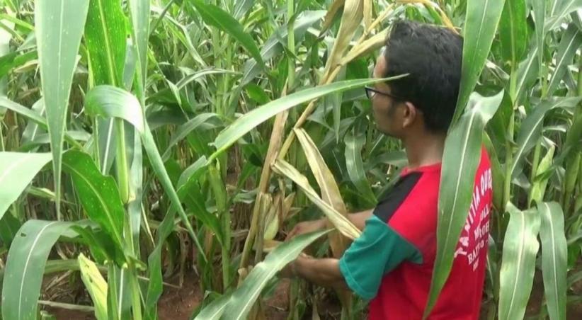Hama Uret Serang Tanaman Jagung, Petani di Tuban Terancam Gagal Panen