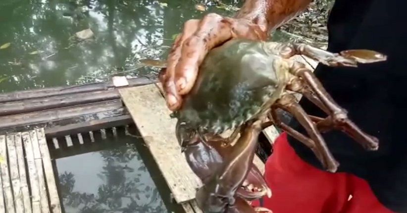 title 300 Kg Kepiting Milik Warga Mati Terpapar Tumpahan Minyak 300 Kg Kepiting Milik Warga Mati Terpapar Tumpahan Minyak