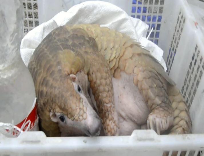 Hewan Langka Diselundupkan Lewat Kotak di Pelabuhan Bakauheni