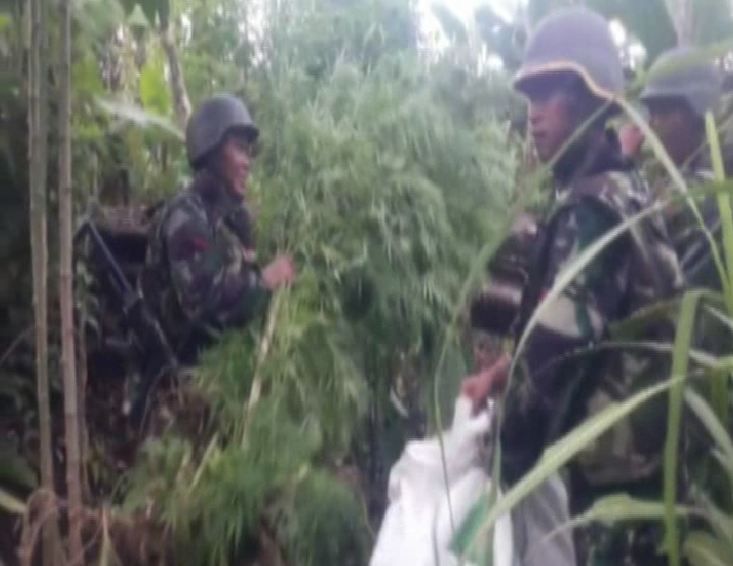 Anggota TNI Temukan Ladang Ganja di Wilayah Perbatasan Papua