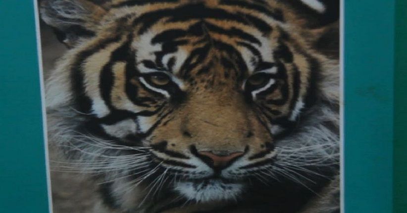 title Petugas Masih Kesulitan Tangkap Harimau Sumatera Petugas Masih Kesulitan Tangkap Harimau Sumatera