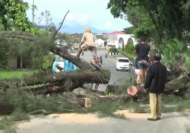 Tiga Kecamatan di Kolaka Mati Listrik akibat Pohon Tumbang 