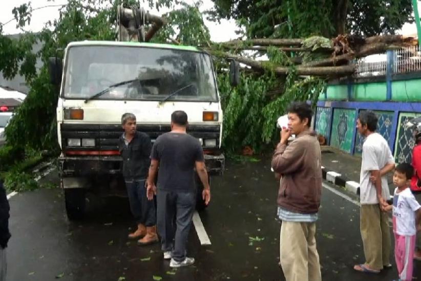 Pohon Tumbang Timpa Tiga Mobil di Jambi