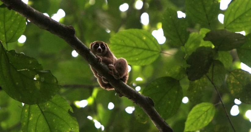 Miris, 1.359 Kukang Diperdagangkan Melalui Facebook 