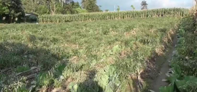 Sinabung Terus Erupsi, Lahan Pertanian Terancam Gagal Panen
