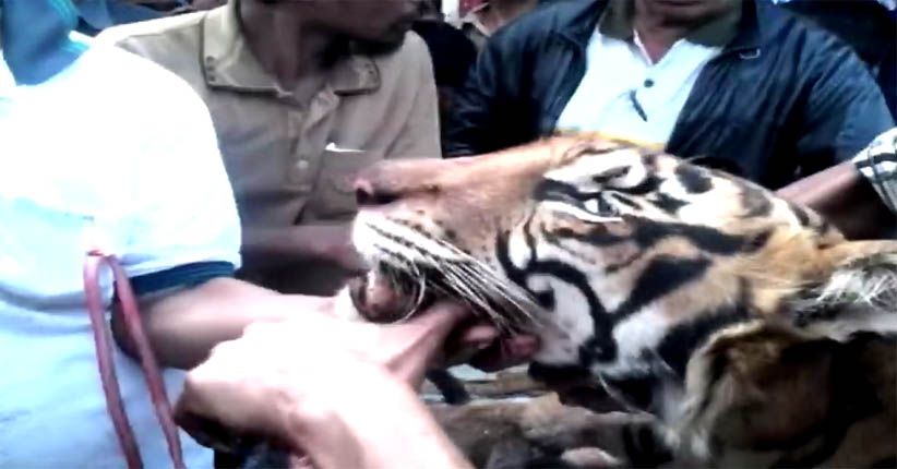 Sebulan Teror Warga Madina, Harimau Sumatera Tewas Ditombak