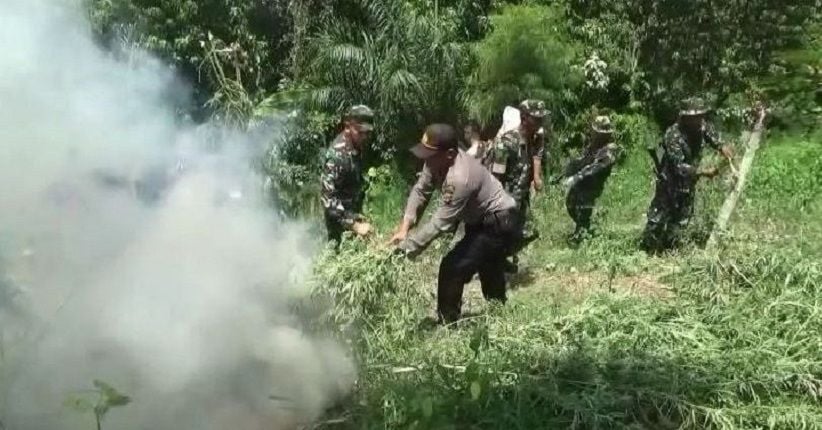 Personel TNI Temukan dan Bakar Ladang Ganja Seluas 1,5 Hektare