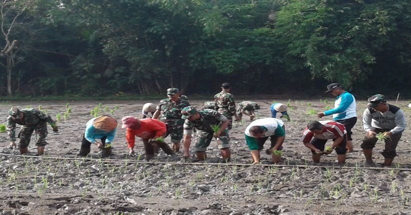 Menuju Swasembada Pangan, TNI Terjun ke Sawah di Kulonprogo
