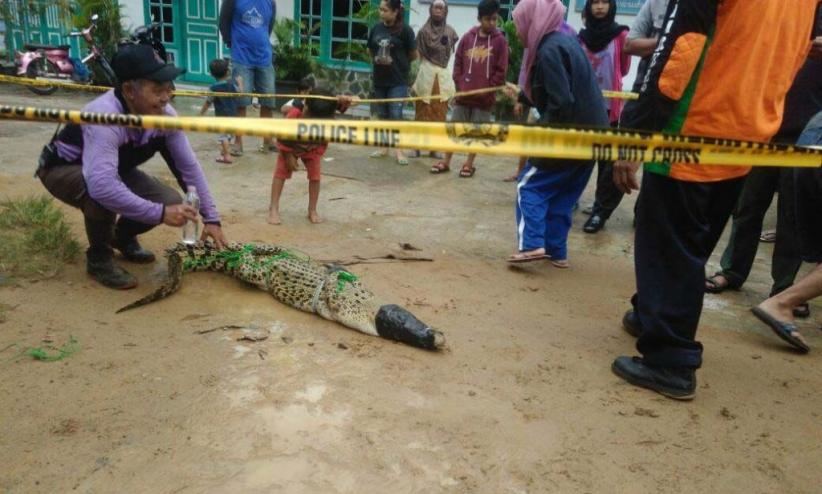 Puluhan Warga Tangkap Buaya Muara di Godean Sleman