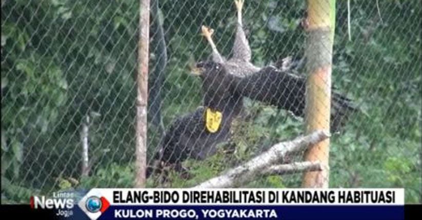 Elang Ular Bido dan Alap-alap Dilepasliarkan ke Alam 