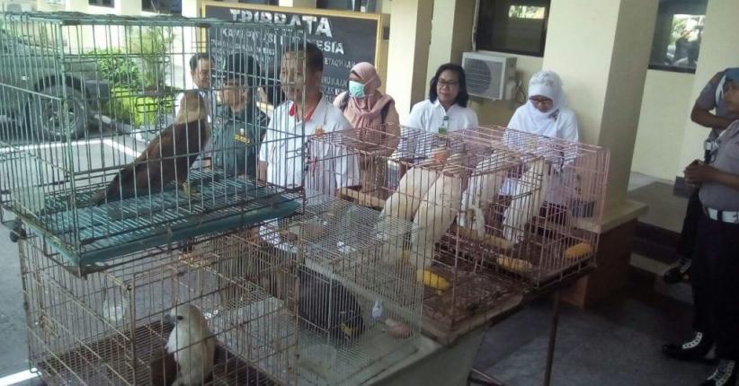 Polisi Ungkap Praktik Jual Beli Satwa Langka Dilindungi di DIY