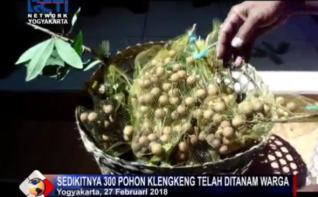 Ubah Citra Negatif, Sanggrahan Jadi Kampung Kelengkeng   