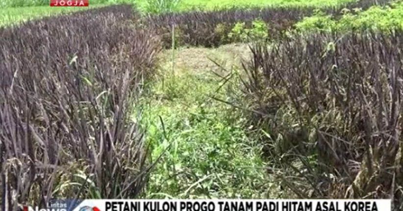 Belum Masuk Karantina, Kementan Larang Petani Tanam Padi Korea