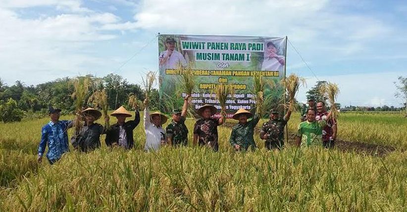 Masa Panen Tiba, Kementan Minta Bulog Serap Gabah Petani di Kulonprogo