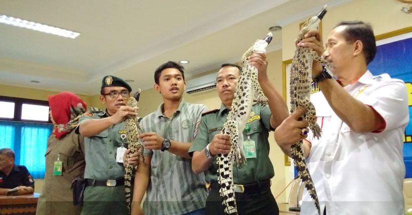 Jual Buaya, Mahasiswa dan Wiraswasta di Sleman Ditangkap Polisi