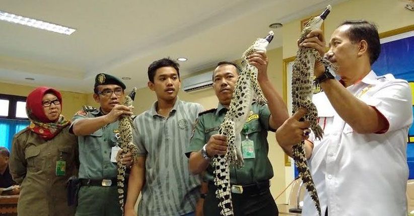 BKSDA Yogyakarta Pastikan Buaya Muara Dilindungi Undang-Undang