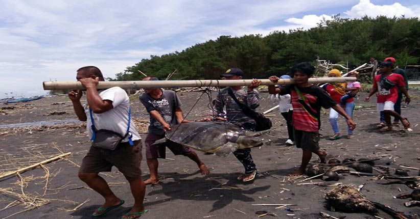 Penyu Hijau yang Tersangkut Jaring Nelayan Akhirnya Dilepasliarkan 