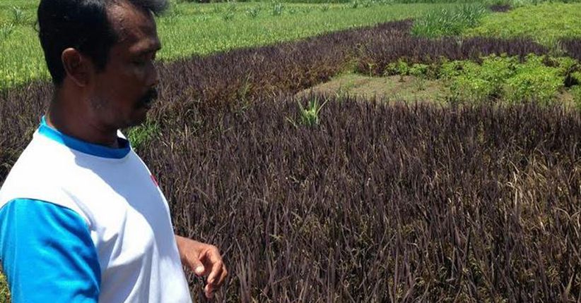 Petani di Kulonprogo Kembangkan Padi Hitam Asal Korea