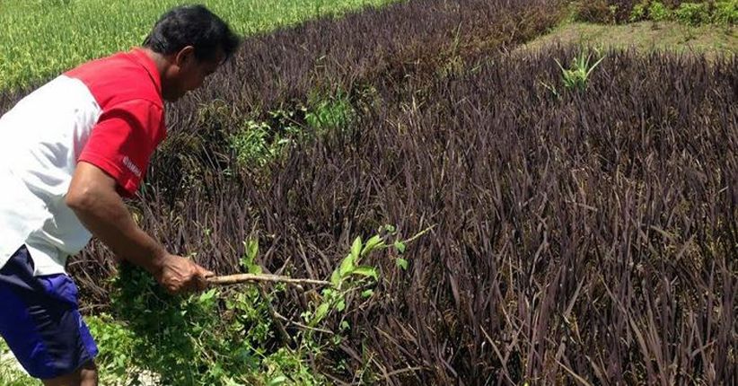 Marak Budidaya Padi Hitam, Dirjen Tanaman Pangan: Jangan Dikembangkan