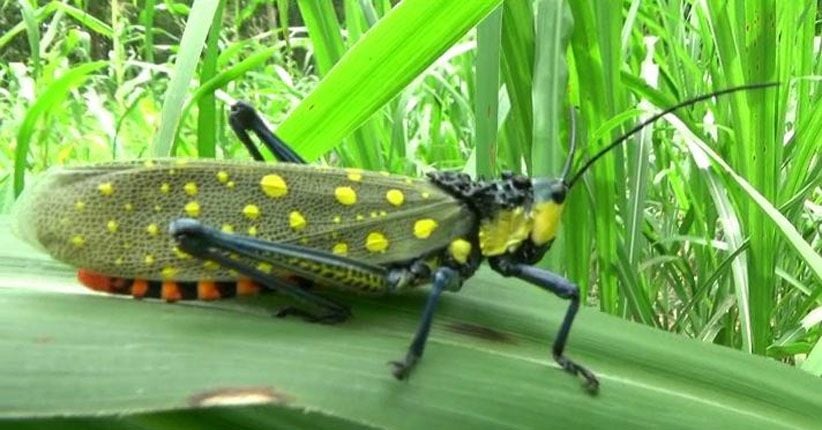 Serangan Hama Belalang Setan di Gunungkidul Meluas
