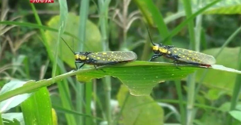 Belalang Beracun Serang Tanaman Warga di Gunungkidul