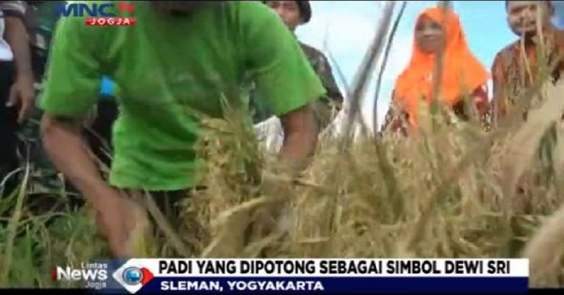  Tradisi Wiwit Panen Padi Masih Digelar Warga Sleman