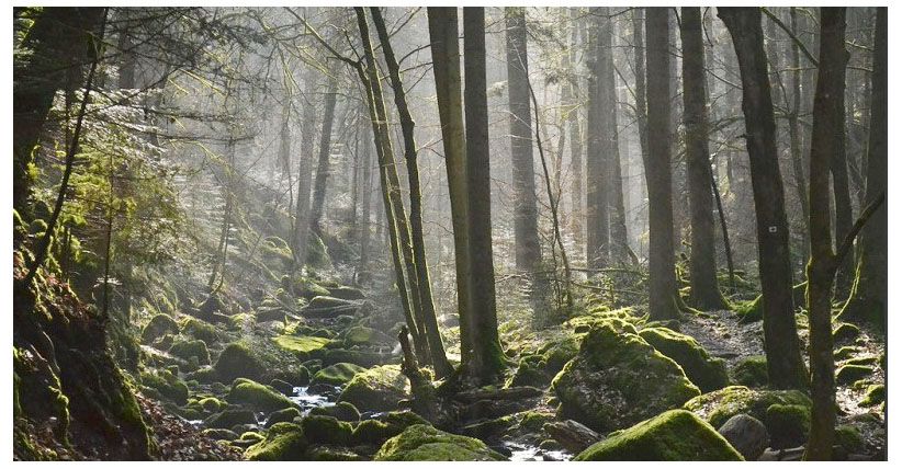 Lahan LIPI Jadi Hutan Kota Ambon  