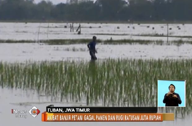 Akibat Banjir, Petani di Tuban Gagal Panen