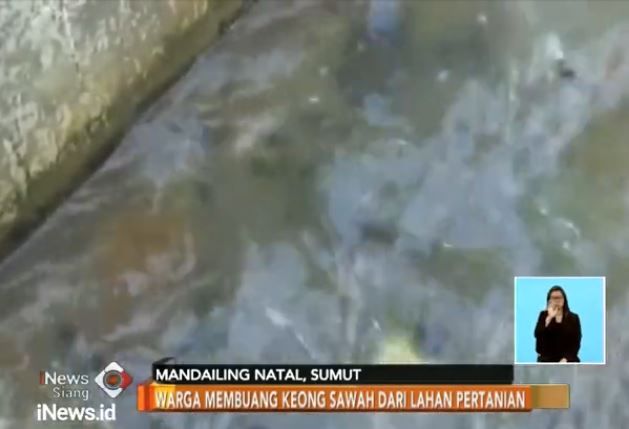 title Dianjurkan Dimakan, Warga Mandailing Natal Anggap Keong Sawah Hama Dianjurkan Dimakan, Warga Mandailing Natal Anggap Keong Sawah Hama